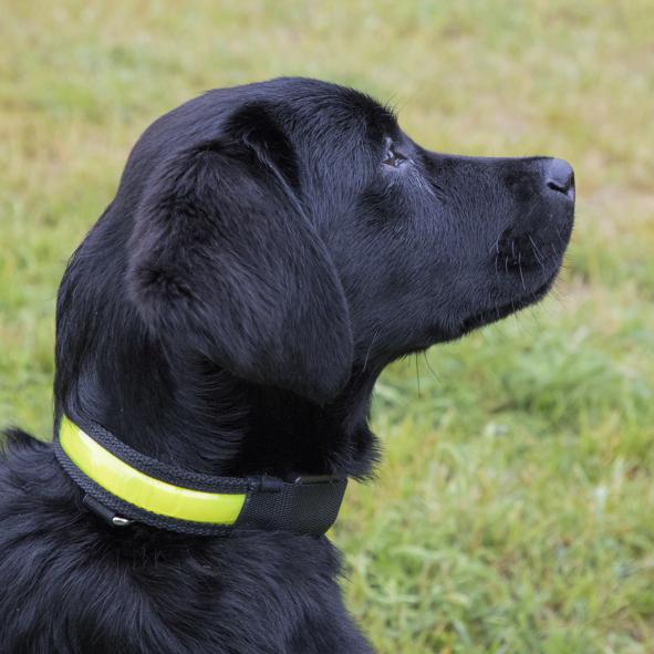 Leuchthalsband für Hunde