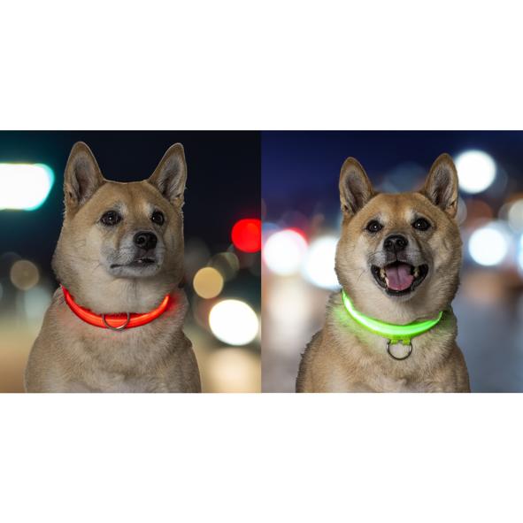 LED Halsband für Hunde, farblich sortiert