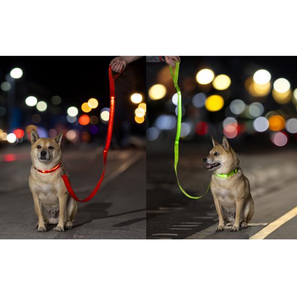 LED Hundeleine, farblich sortiert