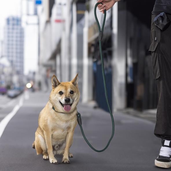 Hundeleine 120 x 1,2cm, farblich sortiert