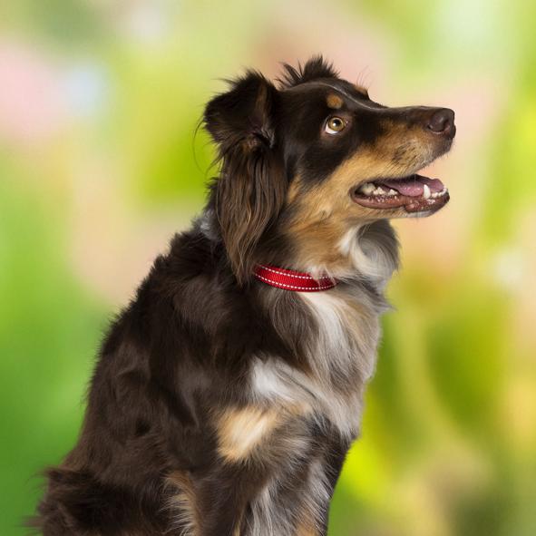 Hundehalsband, reflektierend, Gr.S