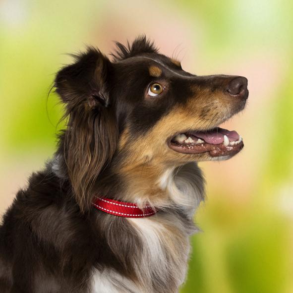 Hundehalsband, reflektierend, Gr.M