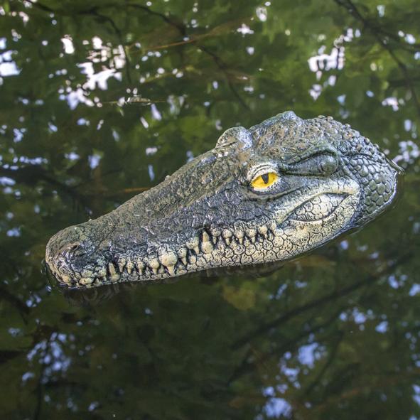 schwimmender Krokodilkopf