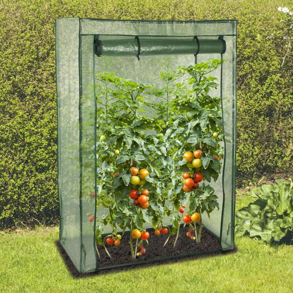 Tomatengewächshaus