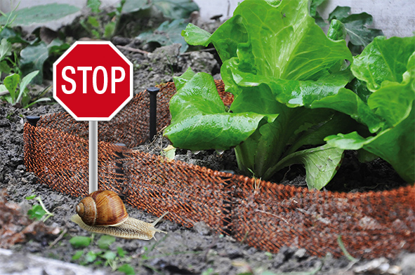Schneckenzaun aus Kupfer
