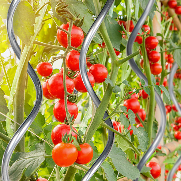 Aluminium Tomaten-Spiralstab, 180cm, 2er Set