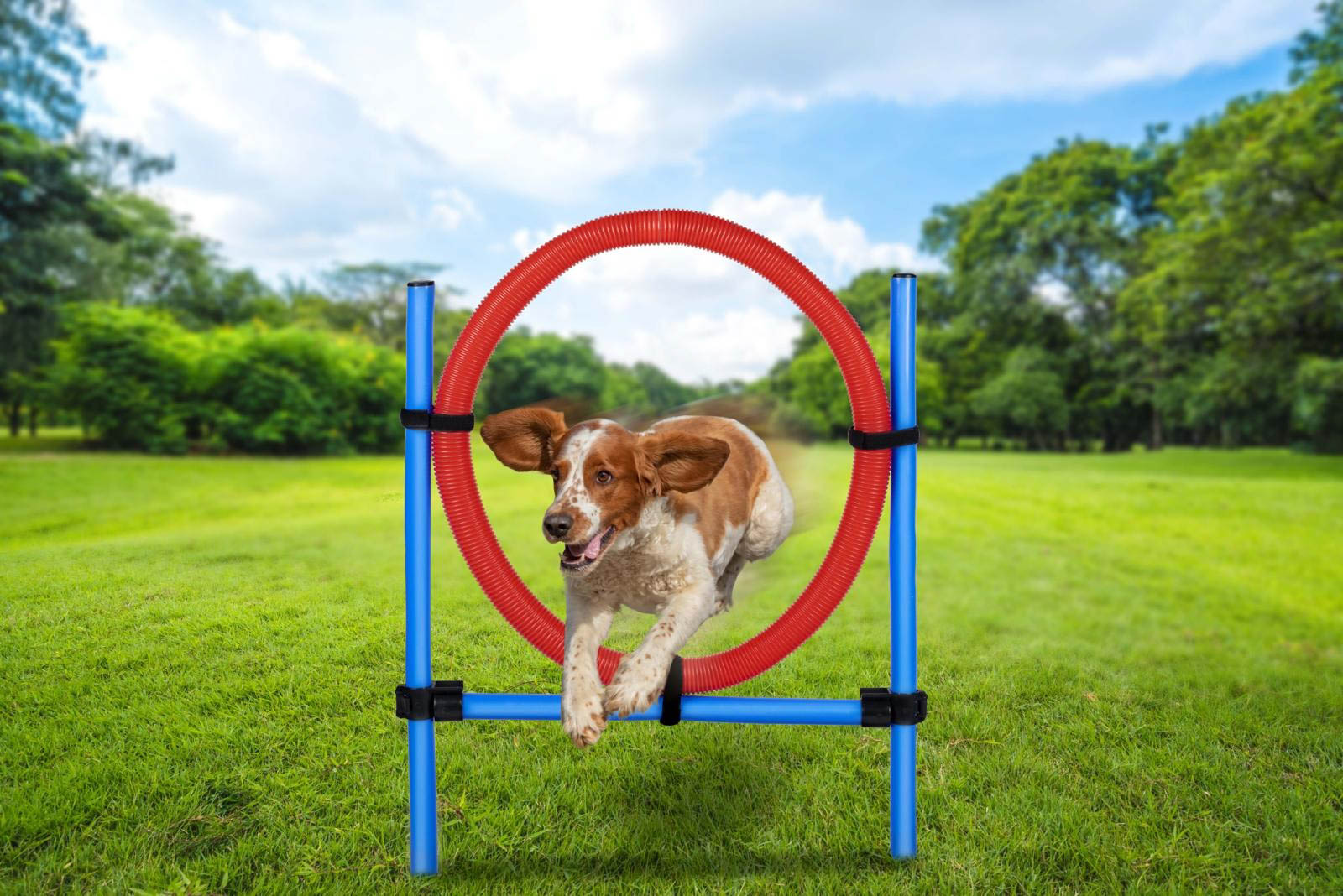 Agility Set für Hunde