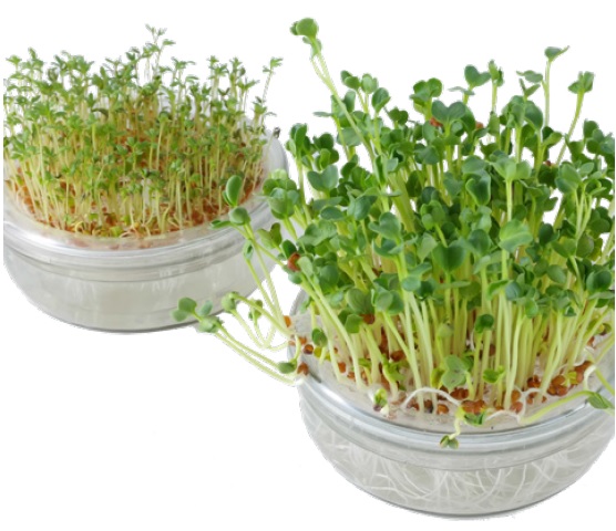 Sprossenglas Kresse und Rettich