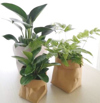 Pflanztasche aus Papier