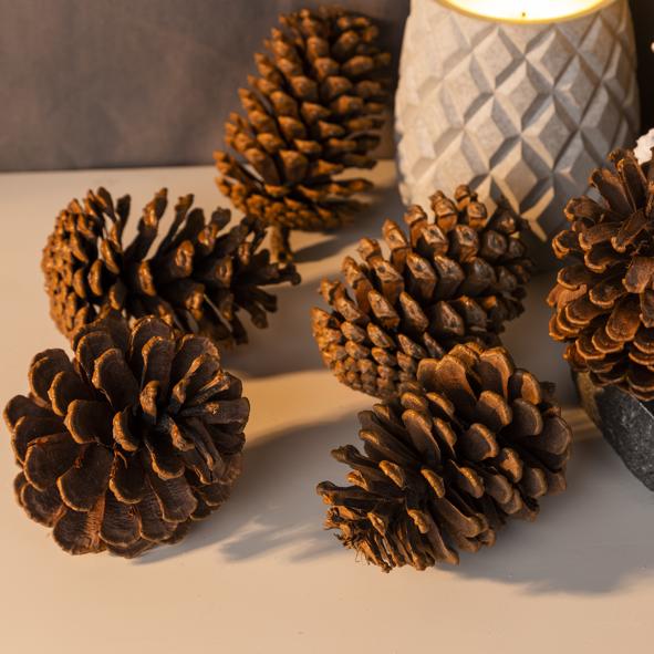 Tannenzapfen 6 Stück