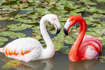 Schwimmender Flamingo